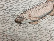 <p>Chen Sixin, <em>KinLONGfish</em>, 2023, colored pencil on paper, 46 x 61 cm</p>

